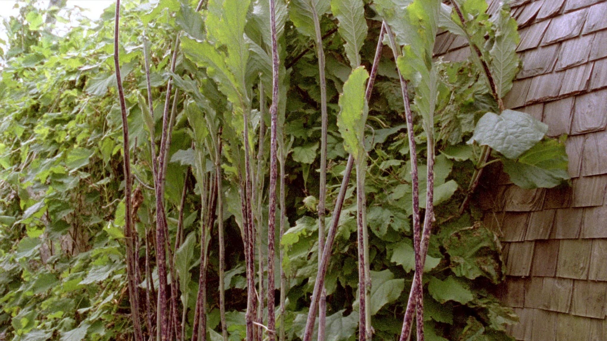 Dense Japanese knotweed with red flecked stems growing tight against a house wall